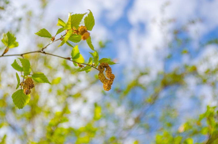 Kiusaako_koivun siitepoly _ilmalampopumppuasikin